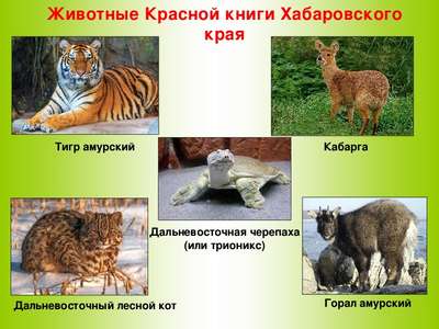 Редкие животные из Красной книги Хабаровского края — список, хаpaктеристика и фото