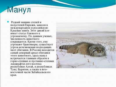 Редкие животные из Красной книги Забайкальского края — список, хаpaктеристика и фото