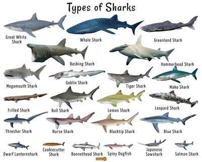 Какие виды акул крупнейшие на Земле – список, фото и хаpaктеристика