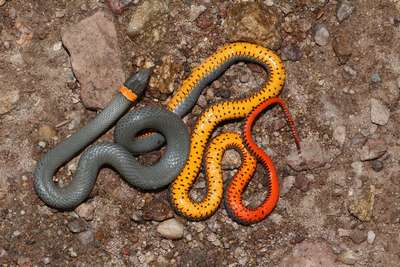Самые красивые виды змей на планете – список, хаpaктеристика и фото