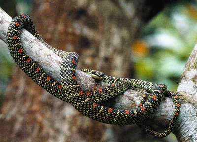 Украшенные древесные змеи – виды, хаpaктеристика, фото и видео