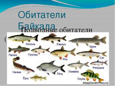 Какие виды рыб самые крупные на Земле – список, фото и хаpaктеристика