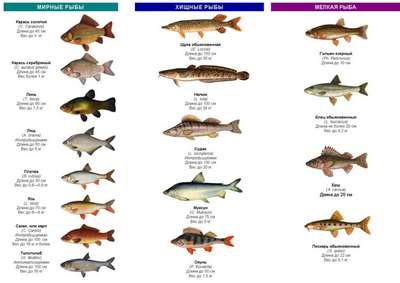 Какие виды пресноводных рыб крупнейшие в мире – список, хаpaктеристика и фото