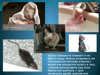 Умеют ли крысы плавать и можно ли им это делать?