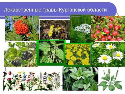 Растительный мир Свердловской области – список, хаpaктеристика и фото