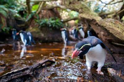 Животный мир Новой Зеландии – фото и хаpaктеристика
