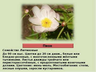 Редкие растения из Красной книги Забайкальского края — список, хаpaктеристика и фото