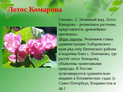 Редкие растения из Красной книги Хабаровского края — список, хаpaктеристика и фото