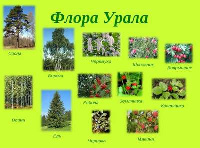 Растительный мир Урала – список, хаpaктеристика и фото