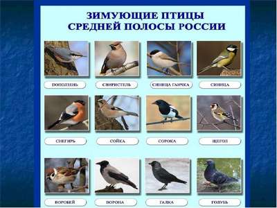 Птицы средней полосы России – список, хаpaктеристика и фото