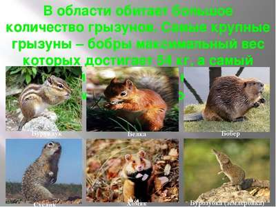 Животный мир Новосибирской области – список, хаpaктеристика и фото
