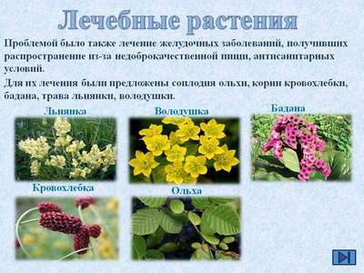 Какие лекарственные растения произрастают в России – список, хаpaктеристика и фото