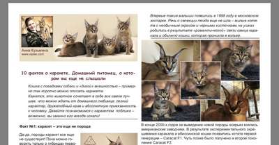 Породы кошек с кисточками на ушах — список, хаpaктеристика и фото