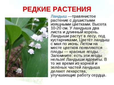 Доклад-сообщение: “О любом растении из Красной книги”
