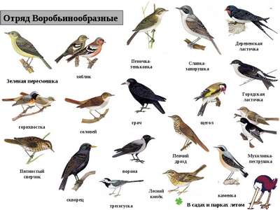 ТОП 16 самых маленьких птиц в мире – список видов, хаpaктеристика и фото