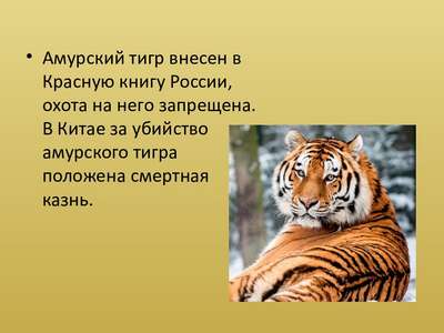 Доклад-сообщение на тему: “Амурский тигр”
