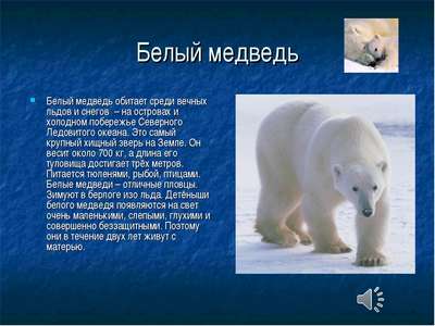 Доклад-сообщение на тему: “Белый медведь”