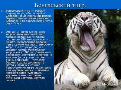 Доклад-сообщение на тему: “Белый тигр”