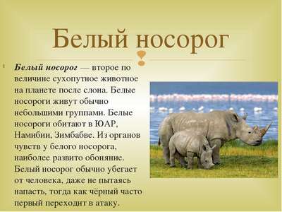 Доклад-сообщение на тему: “Белый носорог”