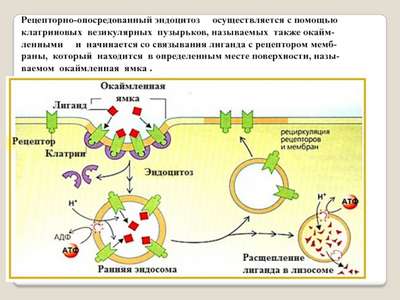 Особенности и основные этапы рецепторно-опосредованного эндоцитоза