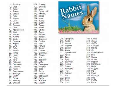 Красивые клички для кроликов мальчиков. Какое имя выбрать декоративному кролику?