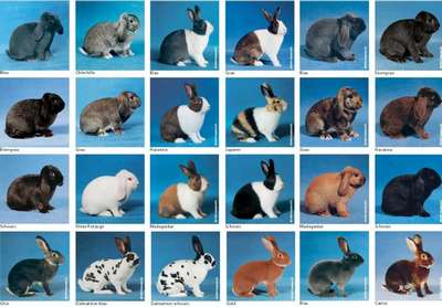 Декоративные кролики: многообразие пород и окрасов