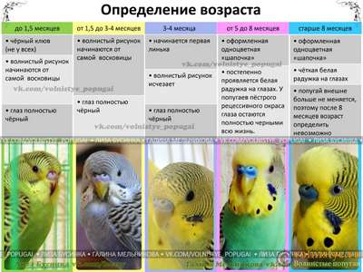 Клички для попугаев — как можно назвать самку или самца попугая