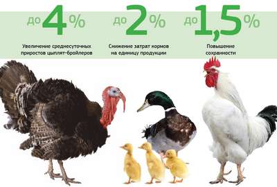 Какая средняя продолжительность жизни курицы в домашних условиях?