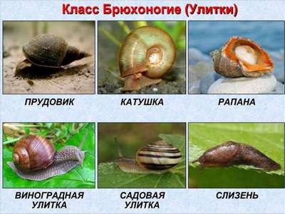 Класс гастроподы: описание, типы, особенности и фото брюхоногих моллюсков