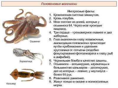 Класс цефалоподы: описание, типы, особенности и фото головоногих моллюсков