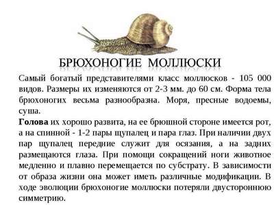 Доклад-сообщение на тему: “Брюхоногие моллюски, или гастроподы, или улитки”