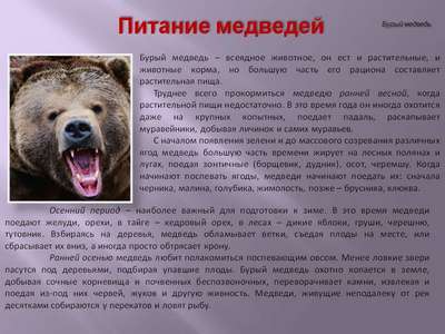 Доклад-сообщение на тему: “Бурый медведь”