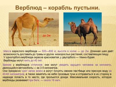 Доклад-сообщение на тему: “Верблюд”