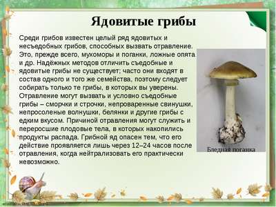 Доклад-сообщение на тему: “Несъедобные грибы”