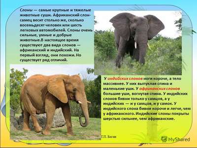 Доклад-сообщение на тему: «Слоны»