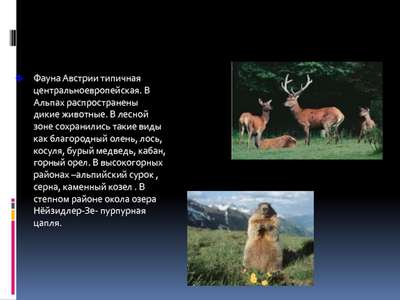 Природа, флора и фауна Австрии — хаpaктеристика и фото
