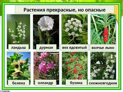 Какие ядовитые растения произрастают в России – список, хаpaктеристика и фото