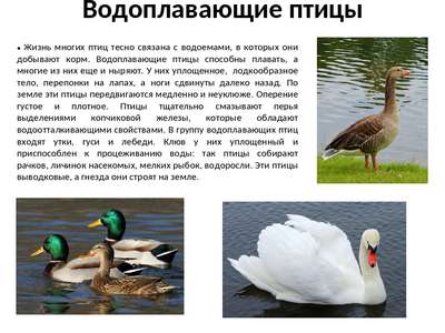 Водоплавающие птицы: описание, представители и фото