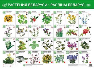 Растительный мир Беларуси: особенности, примеры растений с описанием и фото