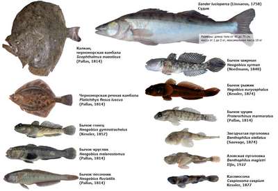 Какие виды рыб обитают в Черном море – названия, фото и хаpaктеристика