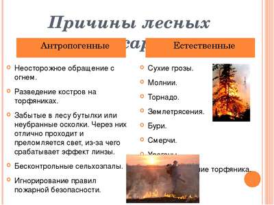Причины лесных пожаров, их влияние на экологию и человека