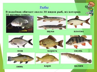 Какая рыба водится в водоемах Московской области и Москвы? Название видов, фото и хаpaктеристика