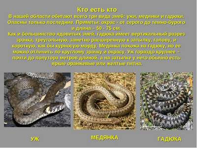 Змеи Московской области — какие опасные, названия видов, фото и описание