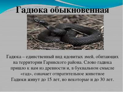 Какие ядовитые змеи обитают в России: фото, названия и хаpaктеристика