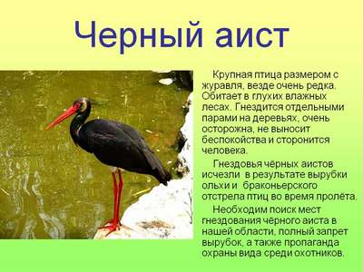 Редкие птицы из Красной книги России – список, хаpaктеристика и фото