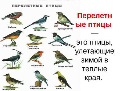 Какие птицы зимой улетают на юг: названия, фото и краткое описание перелетных видов птиц