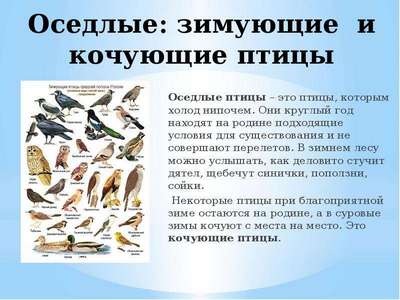 Зимующие (оседлые) и кочующие птицы: список видов, названия, фото и хаpaктеристика