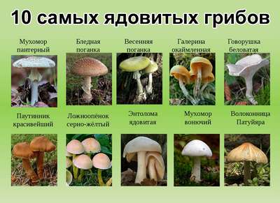 Какие съедобные, несъедобные и ядовитые грибы растут в Подмосковье? Список с названиями, фото и описанием
