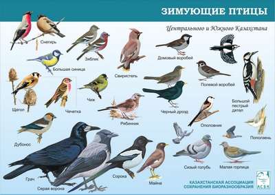 Какие птицы водятся в Крыму? Список с названиями, фото и описанием