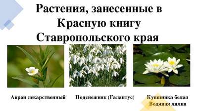 Редкие растения из Красной книги Ставропольского края — список, хаpaктеристика и фото